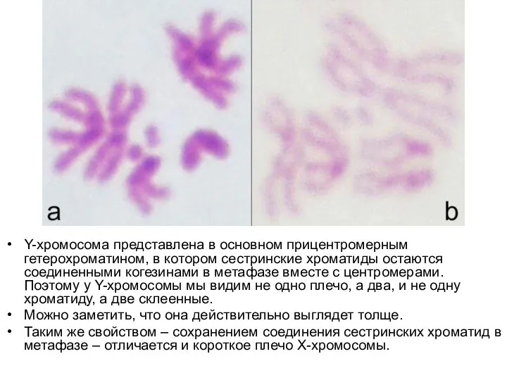 Y-хромосома представлена в основном прицентромерным гетерохроматином, в котором сестринские хроматиды