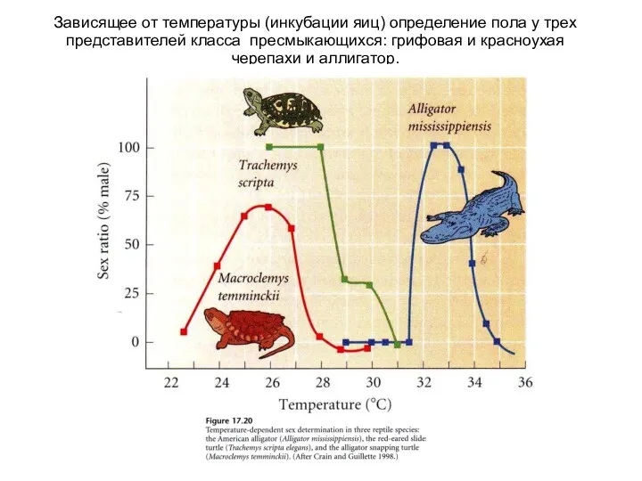 Зависящее от температуры (инкубации яиц) определение пола у трех представителей