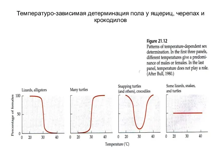 Температуро-зависимая детерминация пола у ящериц, черепах и крокодилов