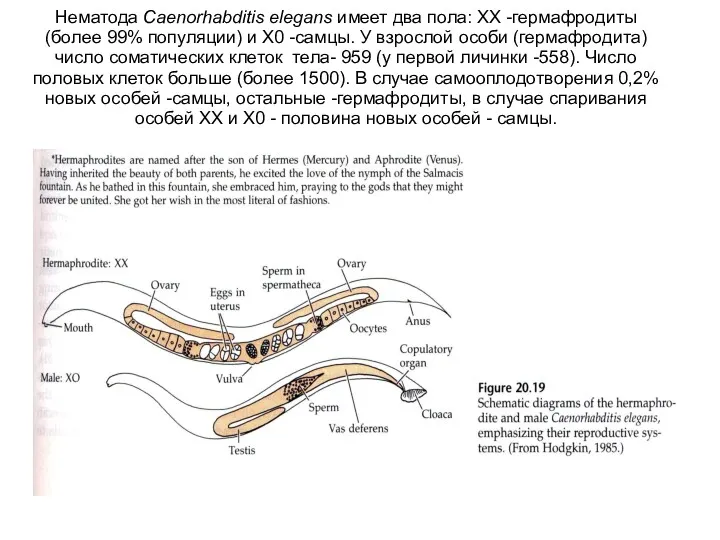 Нематода Caenorhabditis elegans имеет два пола: XX -гермафродиты (более 99%