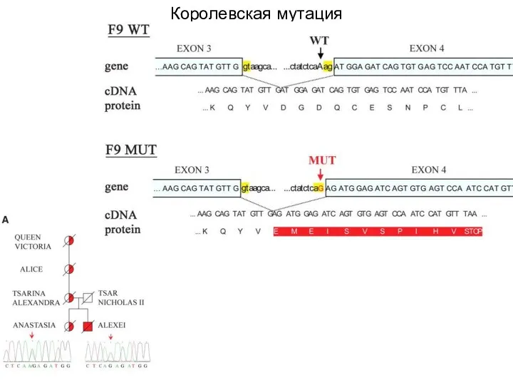 Королевская мутация