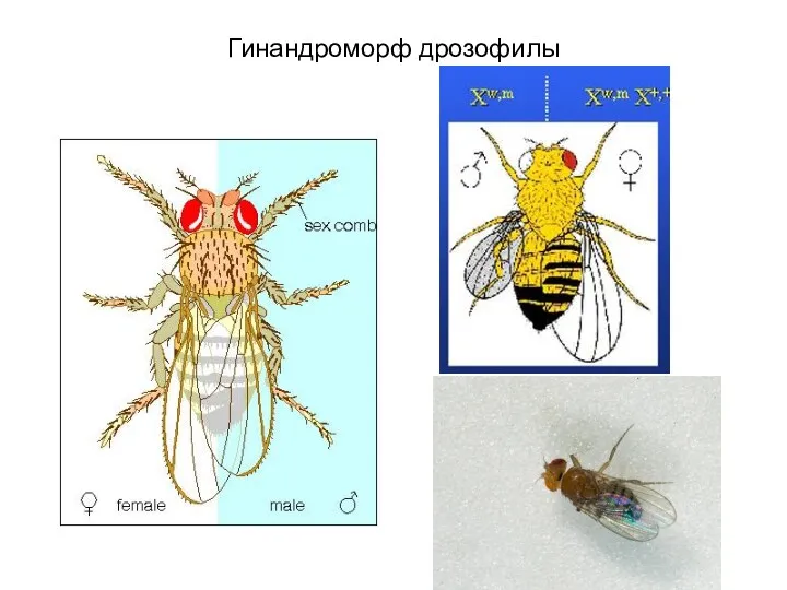 Гинандроморф дрозофилы