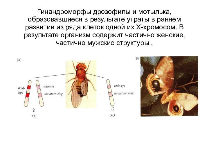 Гинандроморфы дрозофилы и мотылька, образовавшиеся в результате утраты в раннем