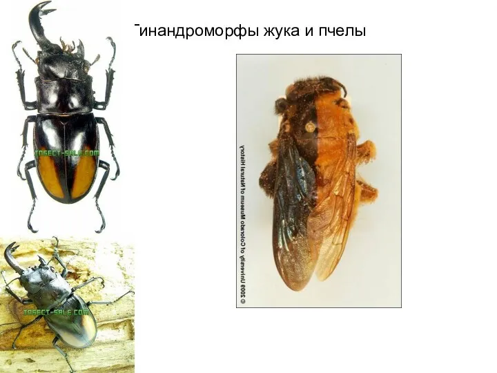 Гинандроморфы жука и пчелы
