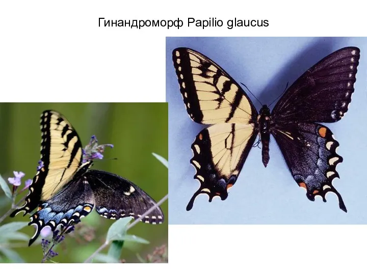 Гинандроморф Papilio glaucus