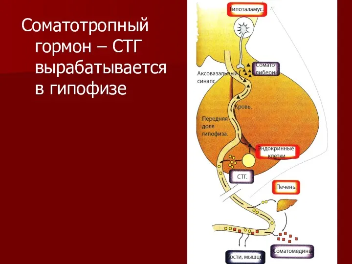 Соматотропный гормон – СТГ вырабатывается в гипофизе