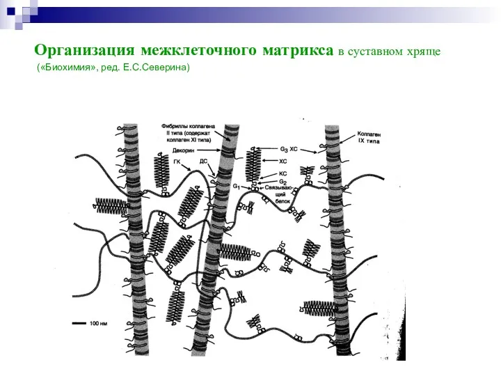 Организация межклеточного матрикса в суставном хряще («Биохимия», ред. Е.С.Северина)
