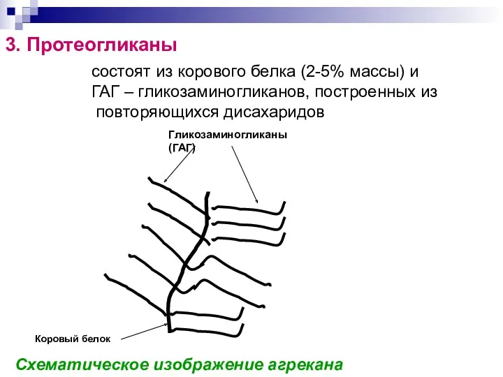 3. Протеогликаны Схематическое изображение агрекана состоят из корового белка (2-5%