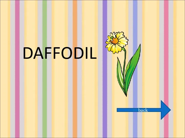 DAFFODIL back