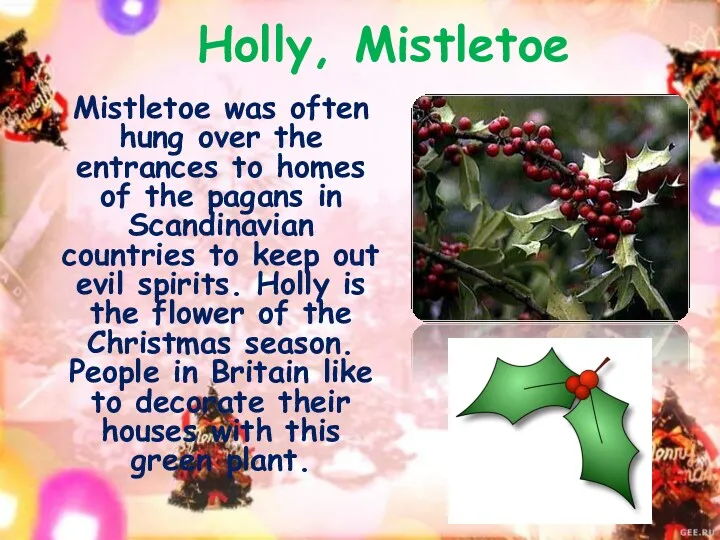 Holly, Mistletoe Mistletoe was often hung over the entrances to homes of the