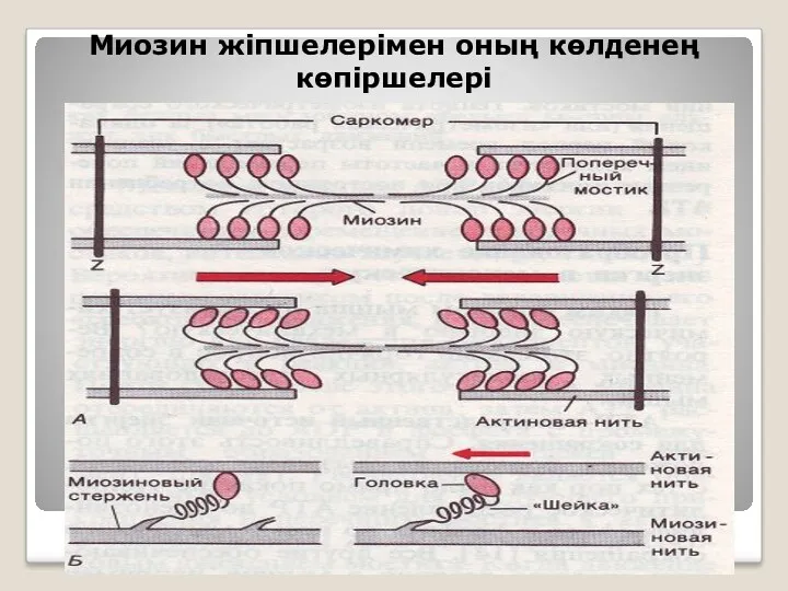 Миозин жіпшелерімен оның көлденең көпіршелері