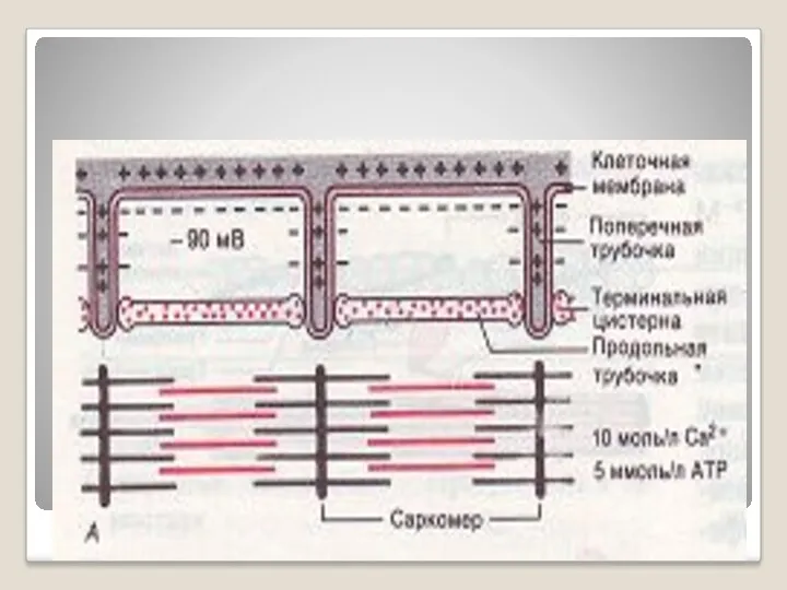 Электромеханикалық ұласу кескіні