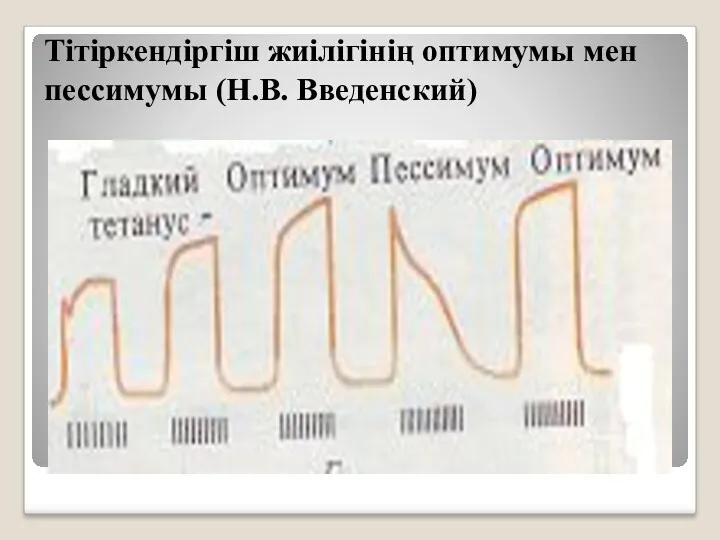 Тітіркендіргіш жиілігінің оптимумы мен пессимумы (Н.В. Введенский)