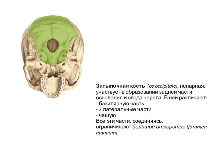 Затылочная кость (os occipitale), непарная, участвует в образовании задней части