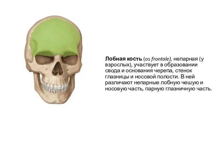 Лобная кость (os frontale), непарная (у взрослых), участвует в образовании