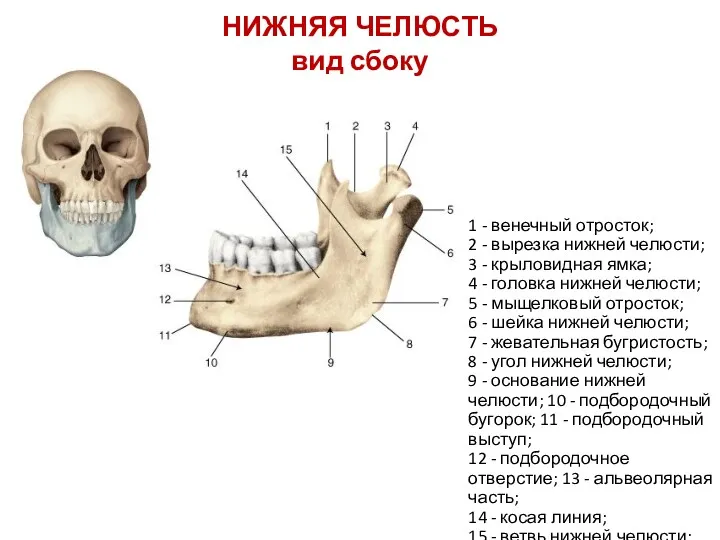 1 - венечный отросток; 2 - вырезка нижней челюсти; 3