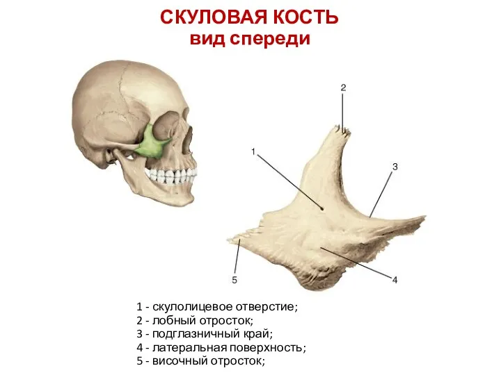 СКУЛОВАЯ КОСТЬ вид спереди 1 - скулолицевое отверстие; 2 -