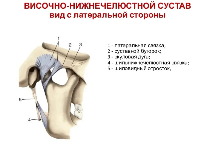 ВИСОЧНО-НИЖНЕЧЕЛЮСТНОЙ СУСТАВ вид с латеральной стороны 1 - латеральная связка;