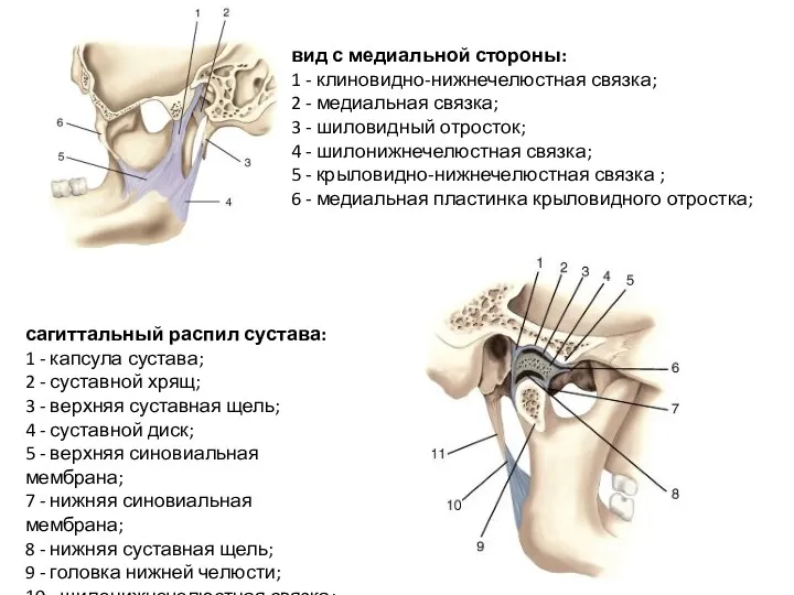 вид с медиальной стороны: 1 - клиновидно-нижнечелюстная связка; 2 -