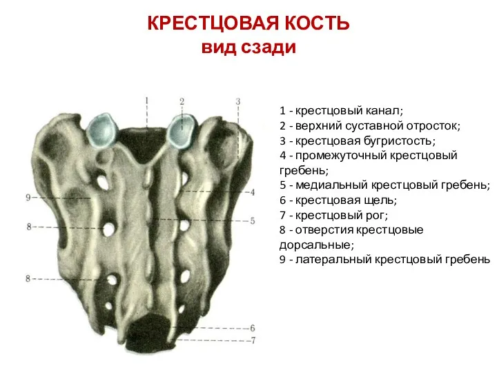 КРЕСТЦОВАЯ КОСТЬ вид сзади 1 - крестцовый канал; 2 -