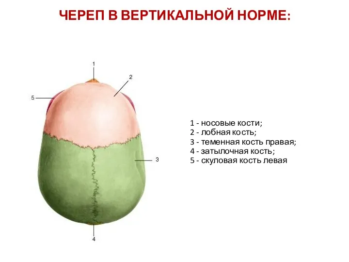 1 - носовые кости; 2 - лобная кость; 3 -