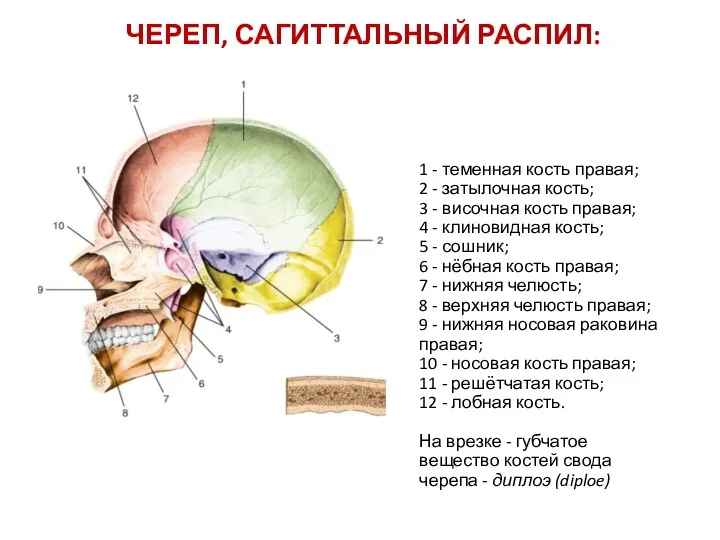 1 - теменная кость правая; 2 - затылочная кость; 3