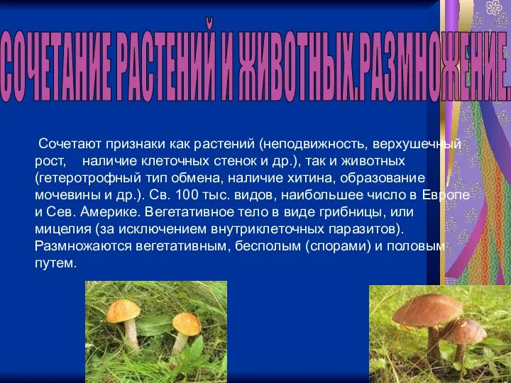 Сочетают признаки как растений (неподвижность, верхушечный рост, наличие клеточных стенок