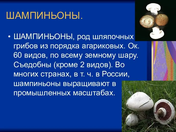 ШАМПИНЬОНЫ. ШАМПИНЬОНЫ, род шляпочных грибов из порядка агариковых. Ок. 60