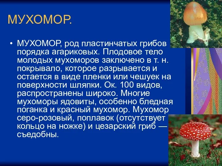 МУХОМОР. МУХОМОР, род пластинчатых грибов порядка агариковых. Плодовое тело молодых