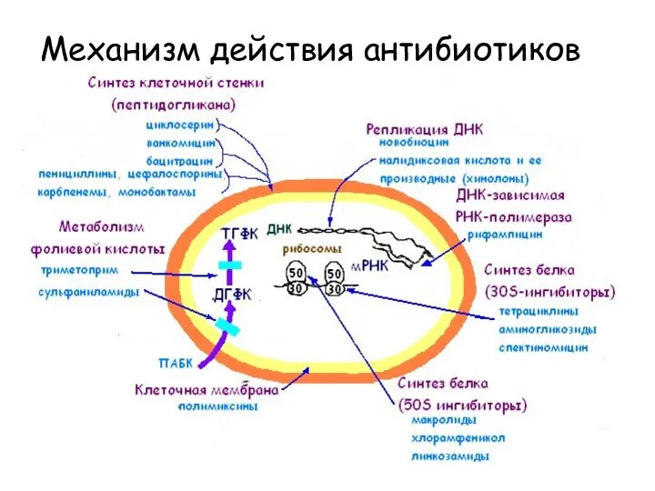 Механизм действия антибиотиков