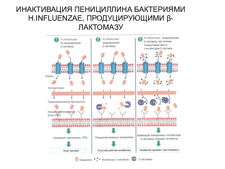 ИНАКТИВАЦИЯ ПЕНИЦИЛЛИНА БАКТЕРИЯМИ H.INFLUENZAE, ПРОДУЦИРУЮЩИМИ β-ЛАКТОМАЗУ