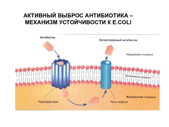 АКТИВНЫЙ ВЫБРОС АНТИБИОТИКА – МЕХАНИЗМ УСТОЙЧИВОСТИ К E.COLI