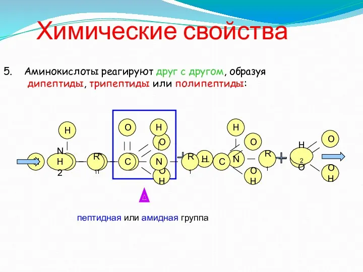 Химические свойства 5. Аминокислоты реагируют друг с другом, образуя дипептиды,