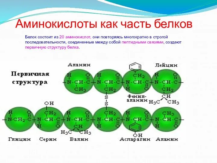 Аминокислоты как часть белков Белок состоит из 20 аминокислот, они