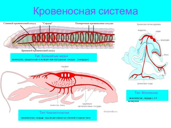Кровеносная система Тип Кольчатые черви замкнутая, продольные и поперечные кольцевые сосуды («сердца») Тип