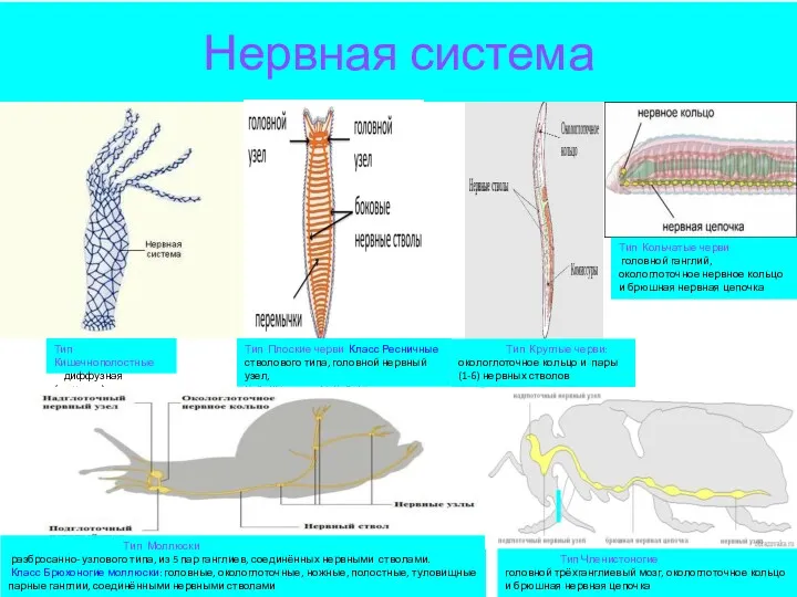 Нервная система Тип Кишечнополостные диффузная (сетчатая) Тип Плоские черви Класс Ресничные стволового типа,