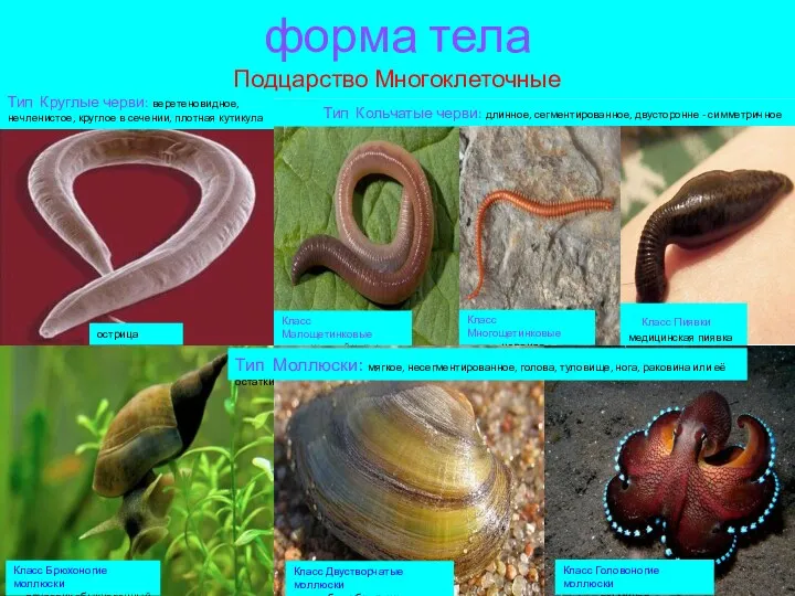 форма тела Подцарство Многоклеточные Тип Круглые черви: веретеновидное, нечленистое, круглое в сечении, плотная