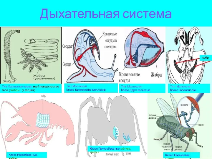 Дыхательная система Тип Кольчатые черви: всей поверхностью тела ( жабры - у водных)
