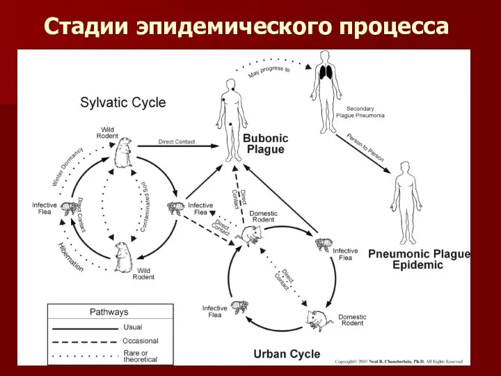 Стадии эпидемического процесса чумы