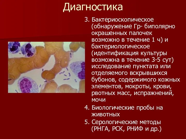 Диагностика 3. Бактериоскопическое (обнаружение Гр- биполярно окрашенных палочек возможно в