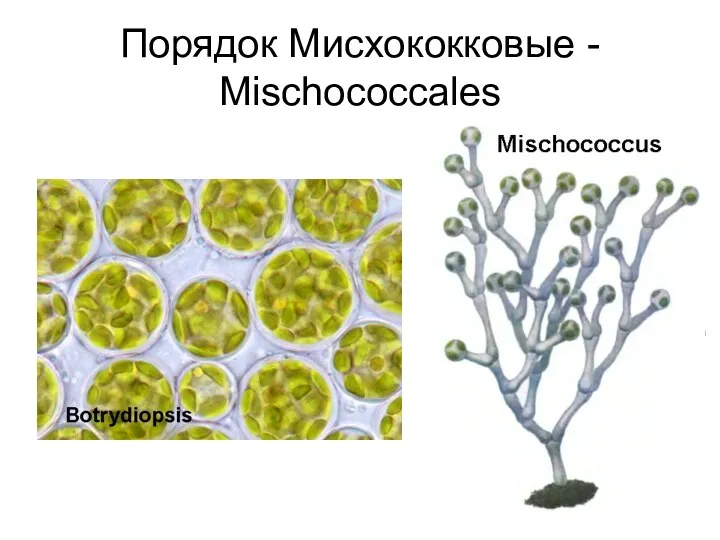 Порядок Мисхококковые - Mischococcales