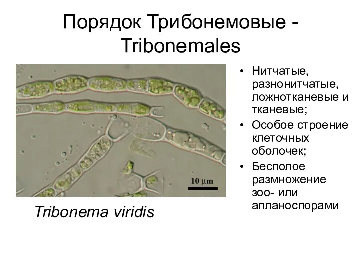 Порядок Трибонемовые - Tribonemales Нитчатые, разнонитчатые, ложнотканевые и тканевые; Особое