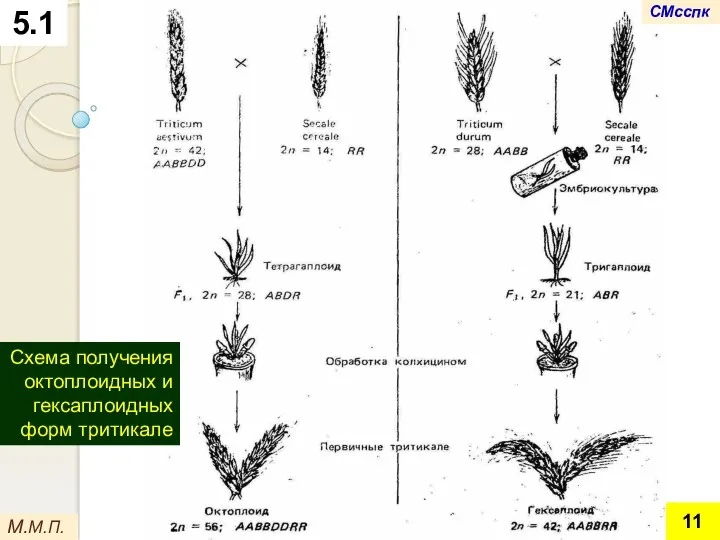 М.М.П. Схема получения октоплоидных и гексаплоидных форм тритикале 5.1 СМсспк