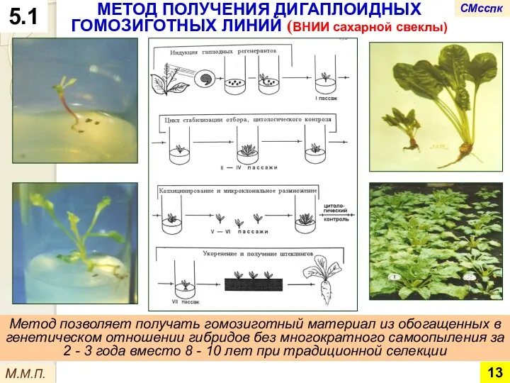 МЕТОД ПОЛУЧЕНИЯ ДИГАПЛОИДНЫХ ГОМОЗИГОТНЫХ ЛИНИЙ (ВНИИ сахарной свеклы) Метод позволяет