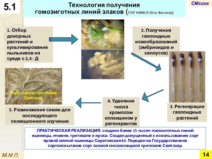 Технология получения гомозиготных линий злаков (ГНУ НИИСХ Юго-Востока) 1. Отбор