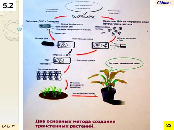 М.М.П. 5.2 СМсспк