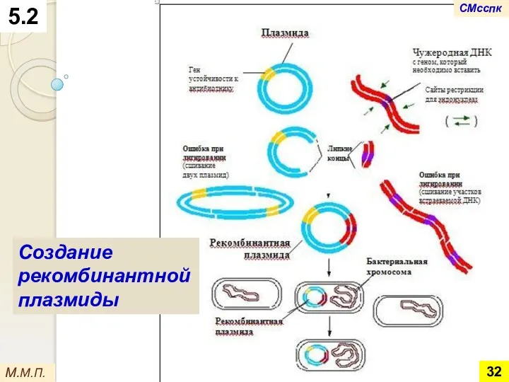5.2 М.М.П. Создание рекомбинантной плазмиды СМсспк