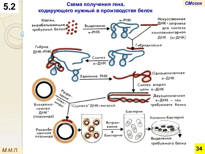 Схема получения гена, кодирующего нужный в производстве белок М.М.П. 5.2 СМсспк