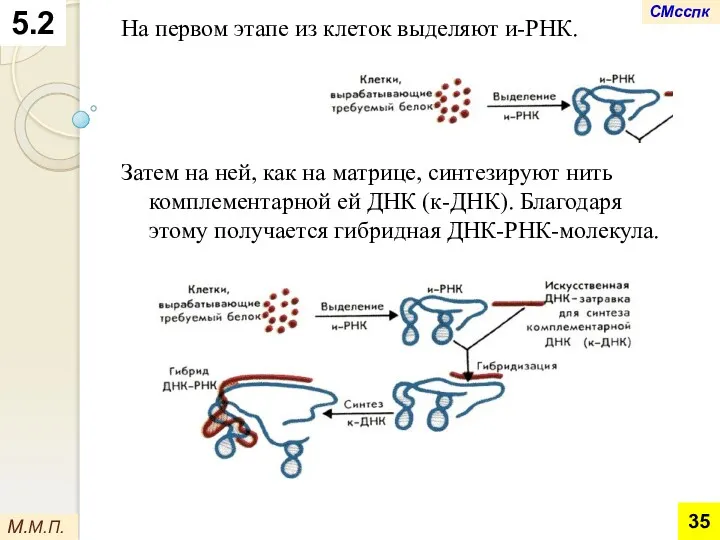 На первом этапе из клеток выделяют и-РНК. Затем на ней,