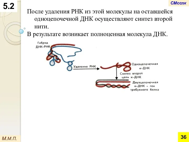 После удаления РНК из этой молекулы на оставшейся одноцепочечной ДНК